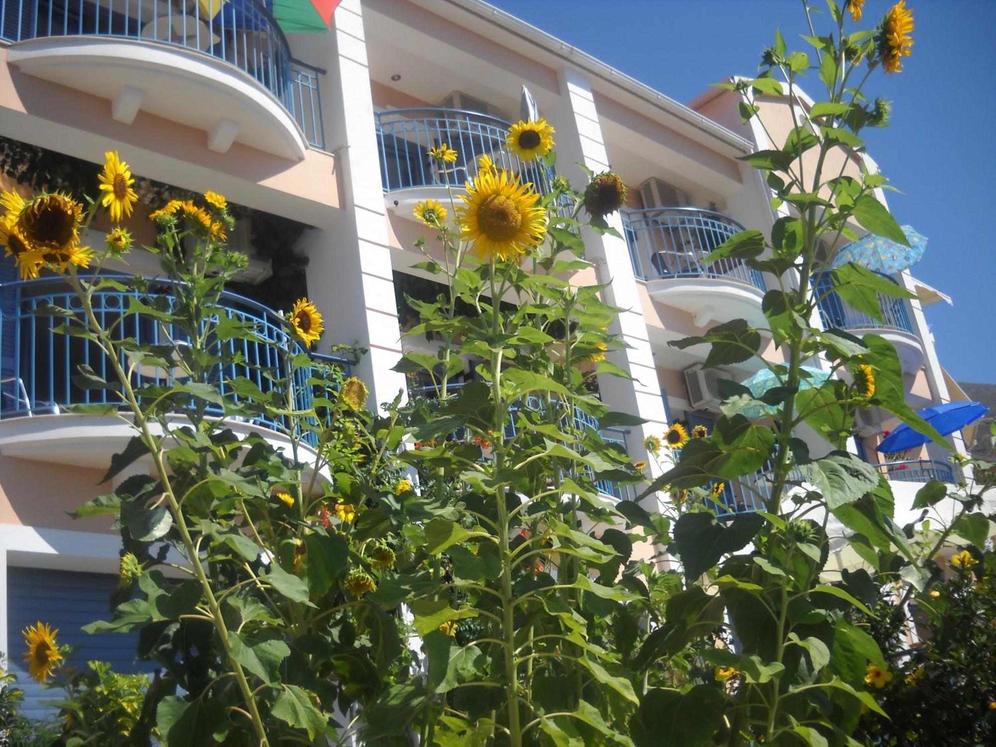 Olive Bay Hotel Agia Efimia Exterior foto